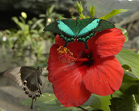 Papilio palinurus - великолепная бабочка для подарка в "живой открытке".